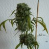 урожайные семена конопли Kali Mist feminised Ganja Live Seeds