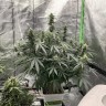 качественные семена конопли Auto Critical feminised Victory Seeds