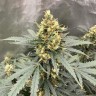 урожайные семена конопли Auto Critical feminised Victory Seeds