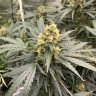 семена конопли недорого Auto Critical feminised Victory Seeds