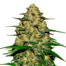 семена конопли почтой Wedding Cheesecake feminised Ganja Seeds