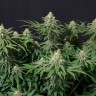 купить семенам конопли Wedding Cheesecake feminised Ganja Seeds