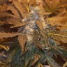 заказ семян конопли G13 feminised