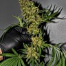 купить семена конопли недорого G13 feminised