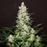 семена сортовой конопли Lemon Skunk feminised Ganja Live Seeds