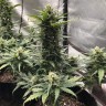семена конопли Auto Great White Shark feminised Victory Seeds