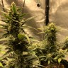заказ семян коноплиvAuto Great White Shark feminised Victory Seeds