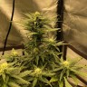 семена конопли наложенным платежом Auto Great White Shark feminised Victory Seeds