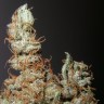 Феминизированные семена конопли Grapefruit Haze feminised