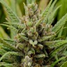 Феминизированные семена конопли Grapefruit Haze feminised