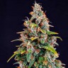 Auto Watermelon Zkittlez feminised Ganja Seeds