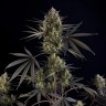 Auto Pound Cake feminised Ganja Seeds