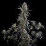 Auto Pound Cake feminised Ganja Seeds