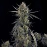 Auto Pound Cake feminised Ganja Seeds