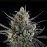 Auto Pound Cake feminised Ganja Seeds