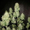 семена конопли гидропоники OG Kush feminised Ganja Seeds