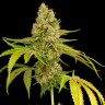 семена конопли с доставкой OG Kush feminised Ganja Seeds
