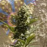 семена конопли почтой Auto Heaven feminised Victory Seeds