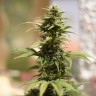 семена конопли автоцвет Auto Heaven feminised Victory Seeds