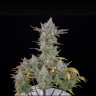 Auto Gorilla Cookies feminised Ganja Seeds