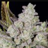 Auto Gorilla Cookies feminised Ganja Seeds