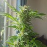 семена конопли Critical + feminised Ganja Seeds