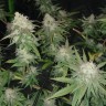 конопля семена сорта заказать Auto Jack Herer feminised Victory Seeds