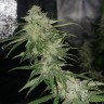 семена конопли курьером Auto Jack Herer feminised Victory Seeds