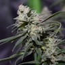 заказ семян конопли Киев Auto Jack Herer feminised Victory Seeds