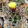 Заказать семена кактуса Astrophytum
