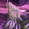 семена культурной конопли купить Auto Northern Light feminised Victory Seeds