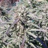 Семена каннабиса Sugar Black Rose feminised Ganja Seeds Fast Version