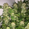 где можно заказать семена конопли Lemon Skunk feminised Ganja Seeds