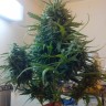 заказ семян конопли Moby Dick feminised Ganja Live Seeds