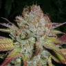 семена конопли курьером Auto NYV Diesel feminised Victory Seeds