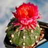 Недорогие семена кактуса Astrophytum asterias red flowers