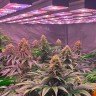 Семена марихуаны Purple Punch feminised Ganja Seeds
