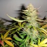 семена конопли афгани 1 Auto Afghani №1 feminised Ganja Seeds