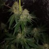 семена конопли медицинской Auto OG Kush feminised Victory Seeds