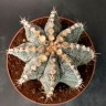 Купить семена кактуса Astrophytum asterias x ornatum