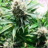 Семена каннабиса недорого Tangerine Dream feminised Ganja Seeds