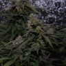 семена конопли скороспелый купить Auto Original Blueberry feminised Victory Seeds