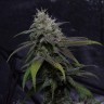 семена конопли гидропоники Auto Original Blueberry feminised Victory Seeds