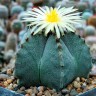 Семена кактуса Astrophytum myriostigma SB 262