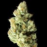 Семена конопли Pablo Escobar feminised Ganja Seeds