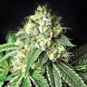 Семена марихуаны Pablo Escobar feminised Ganja Seeds