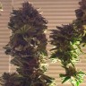 интернет магазин семян конопли Auto Critical CBD feminised Ganja Seeds
