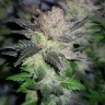 семена конопли сорта Auto Critical CBD feminised Ganja Seeds