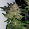 покупка семян конопли Auto Critical CBD feminised Ganja Seeds