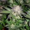 семена конопли купить интернет Auto Critical CBD feminised Ganja Seeds